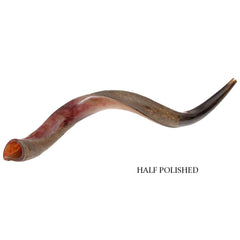 Natural Kosher Half-Polished Yemenite Shofar Kudu Horn from Israel