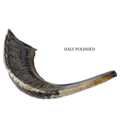 Kosher Shofar Ram Horn