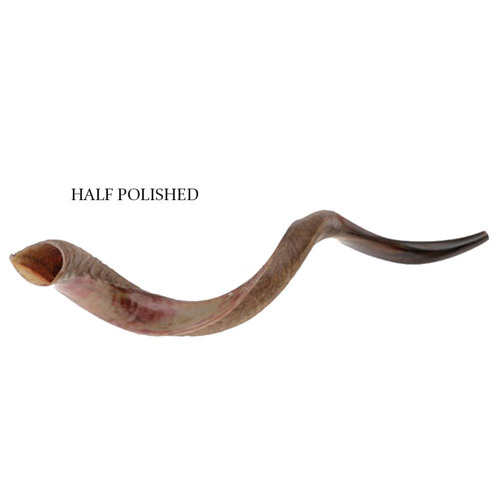 Religious artical plated shofar Horn Half-Polished 40.5-44"(100-109 cm)