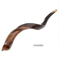 Natural Kosher Half-Polished Yemenite Shofar Kudu Horn from Israel