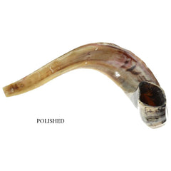 Shofar Ram Horn