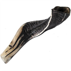 Half Polished Natural Kosher Jewish Shofar Ram Horn